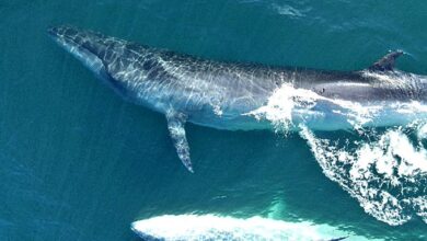 Ballena Azul