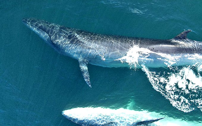 Ballena Azul